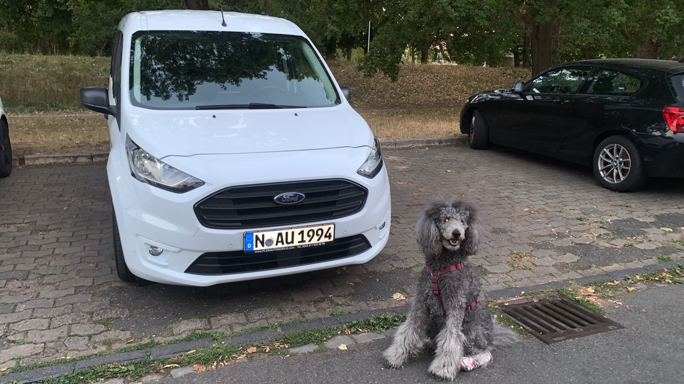 Weißer Ford Transit auf einem Parkplatz, daneben sitzt ein grauer Pudel.