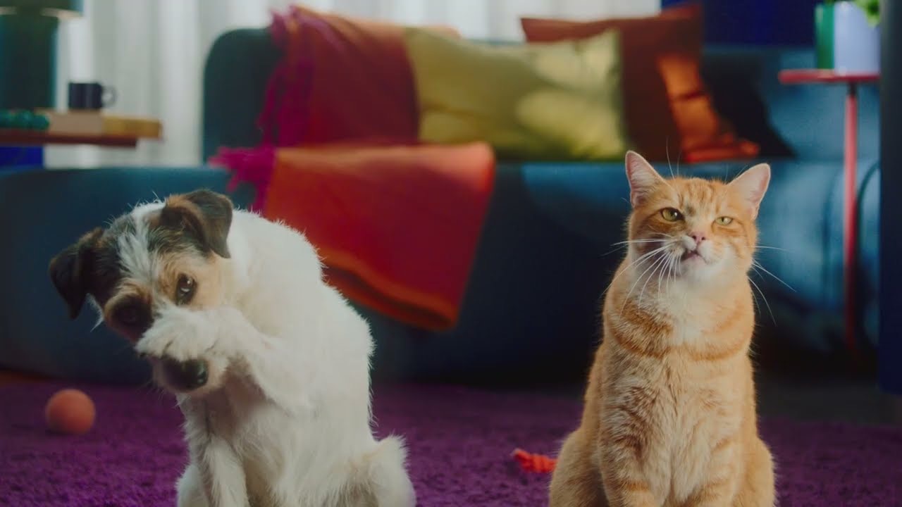 Standbild: Hund und Katze sitzen nebeneinander auf einem violetten Teppich im Wohnzimmer.